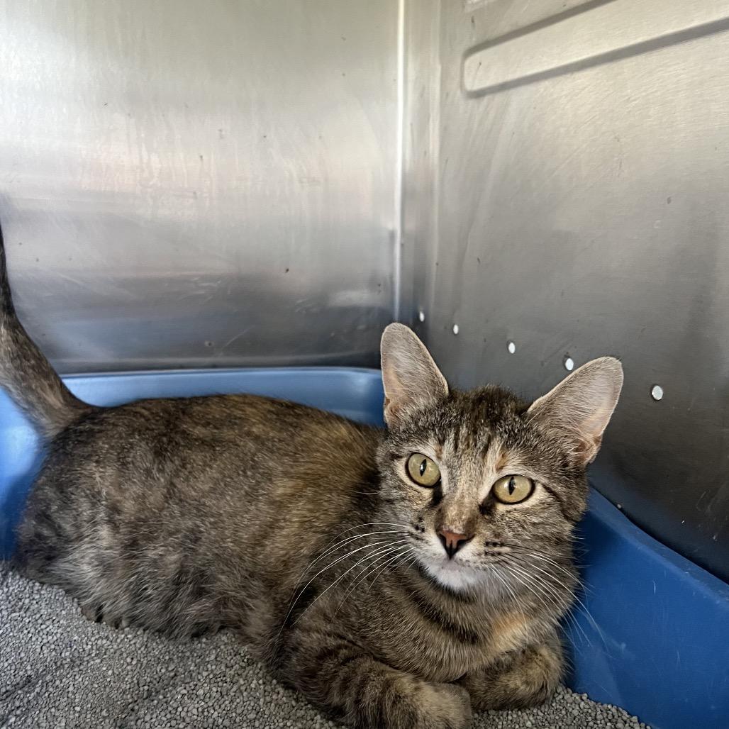 Mama Mia, a Adoptable Domestic Short Hair in Rock Falls, IL image 3/3