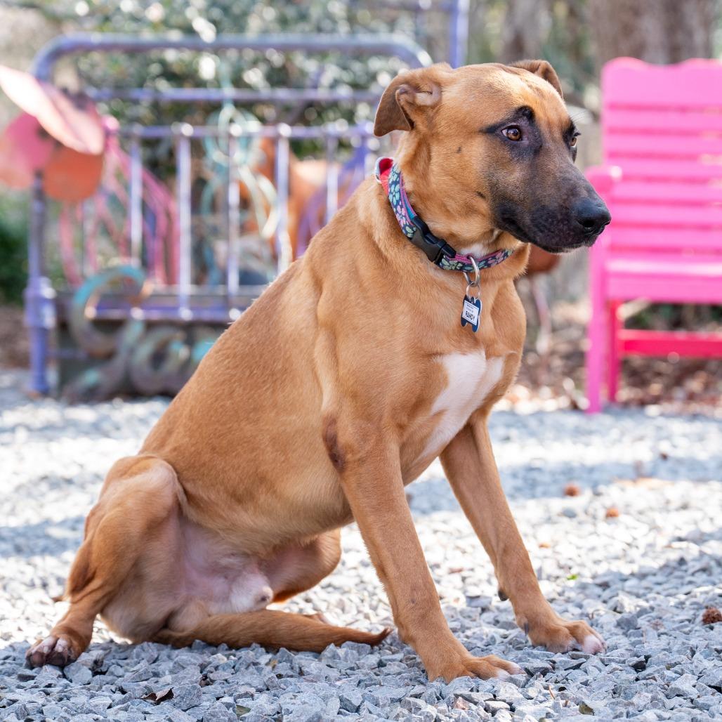 Randy, Adoptable, Adult Male Labrador Retriever.