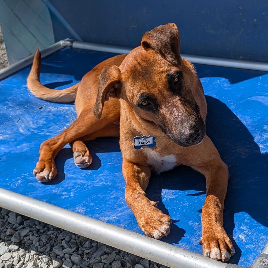 Enlarge Randy, a Adoptable Labrador Retriever in Wake Forest, NC image 2/6