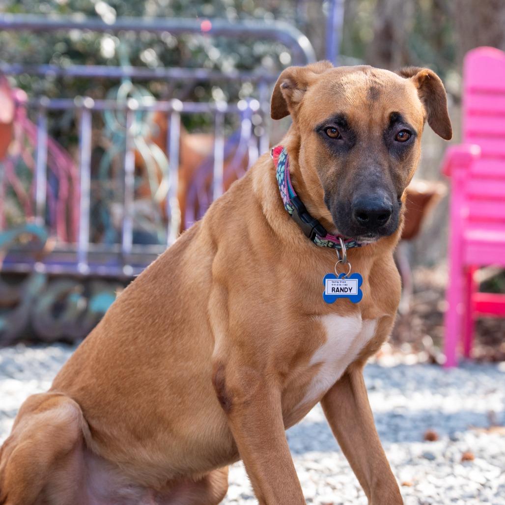Enlarge Randy, a Adoptable Labrador Retriever in Wake Forest, NC image 3/6
