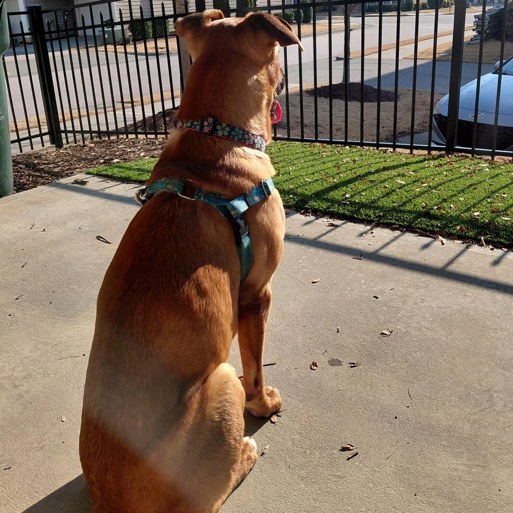 Enlarge Randy, a Adoptable Labrador Retriever in Wake Forest, NC image 5/6