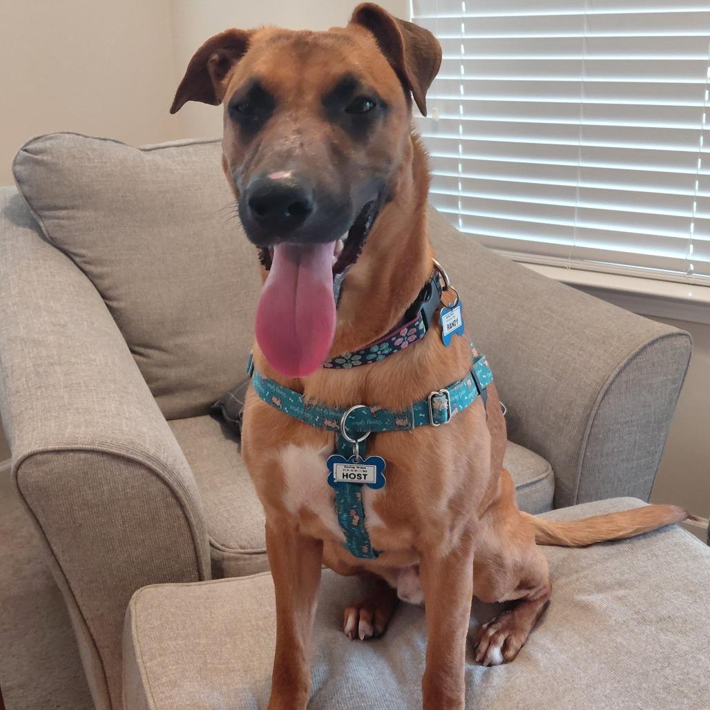 Enlarge Randy, a Adoptable Labrador Retriever in Wake Forest, NC image 6/6