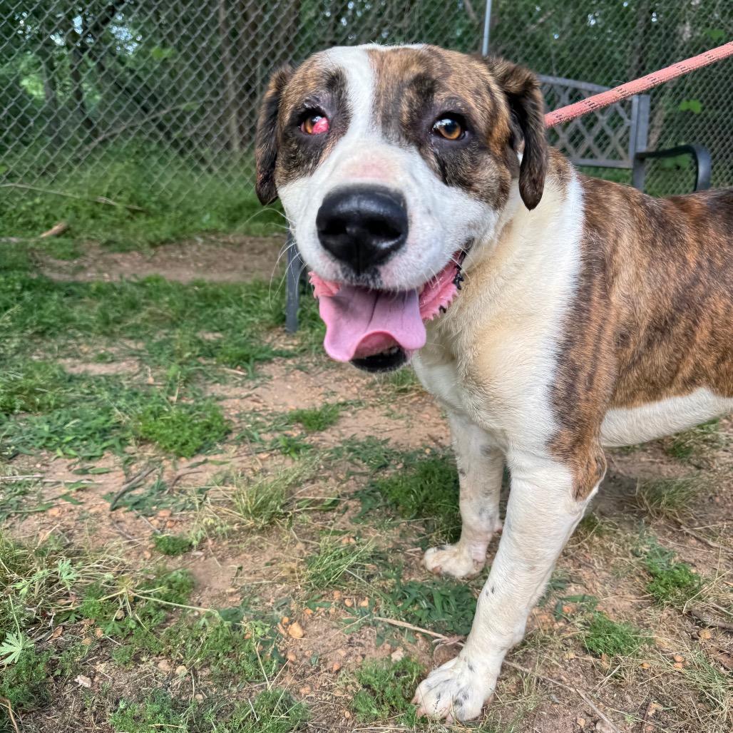 Buck, Adoptable, Adult Male Mountain Cur & Mixed Breed.