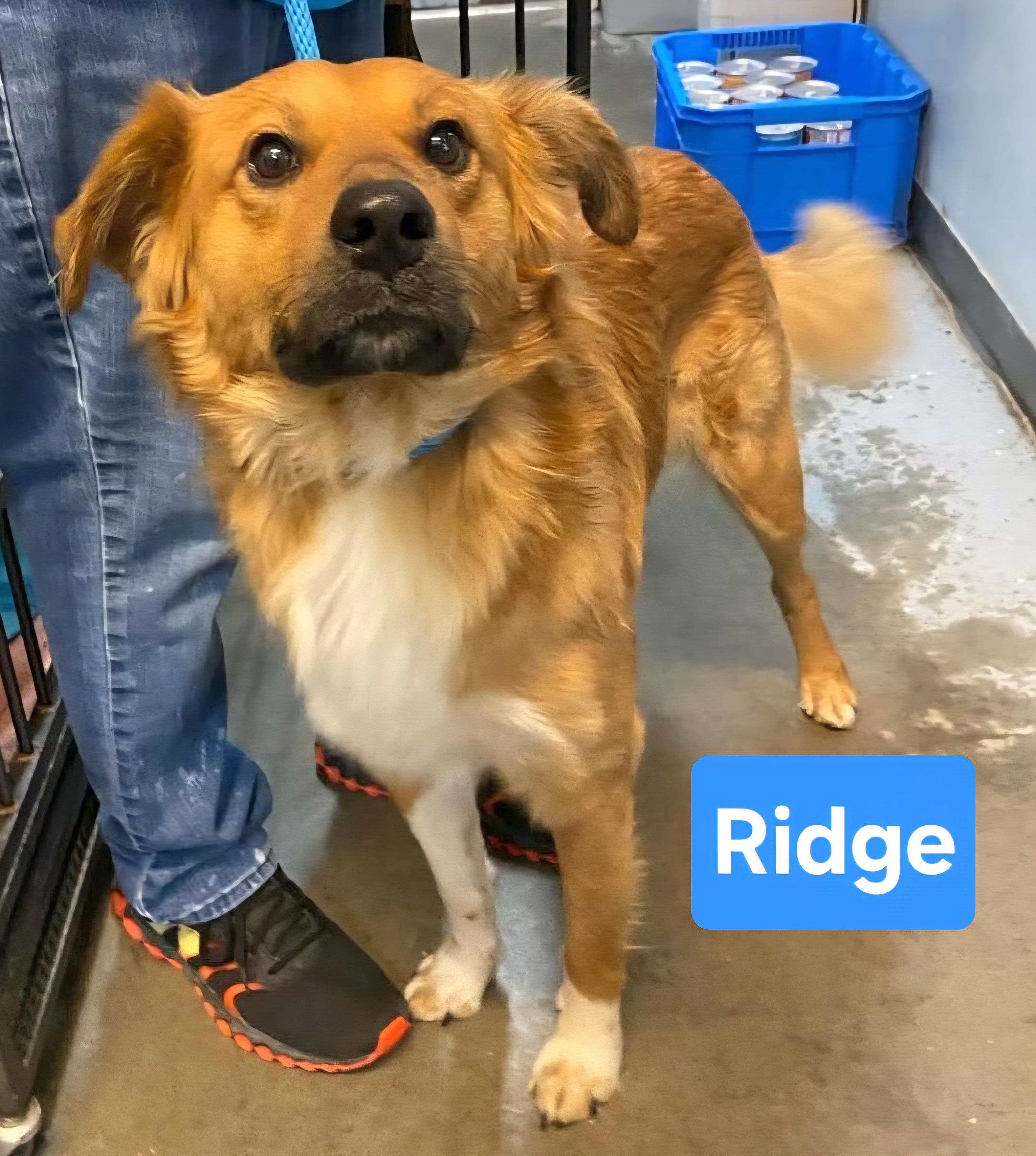 Ridge, adopted, Young Male Golden Retriever.