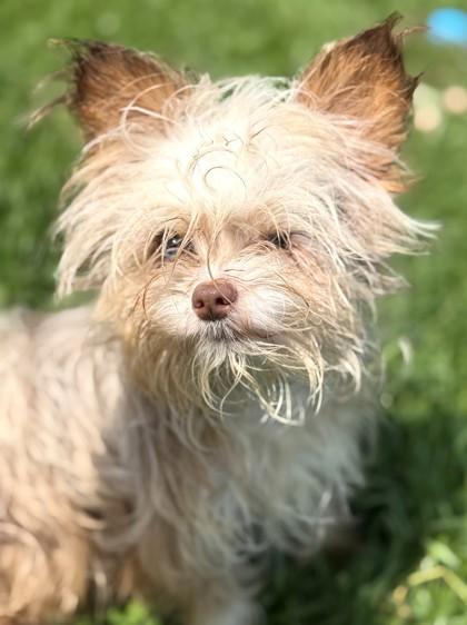 Enlarge BROTHER, an adopted Chihuahua in Belmont, NY image 3/3
