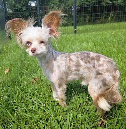 BROTHER, adopted, Adult Male Chihuahua.