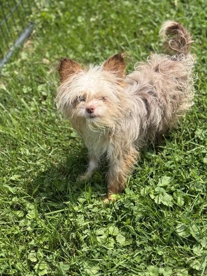 Enlarge BROTHER, an adopted Chihuahua in Belmont, NY image 2/3