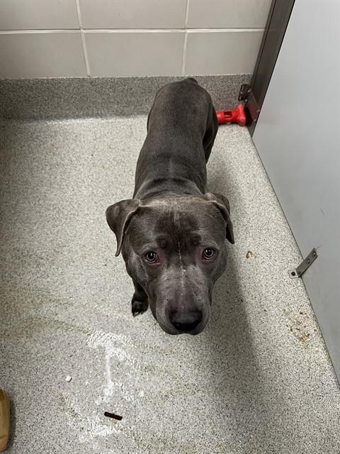 DARWIN, Adoptable, Young Male Boxer & Mixed Breed.