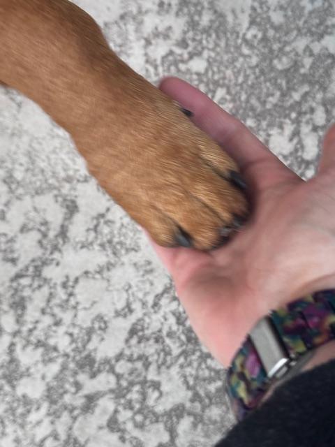 Buddy - Basset Hound mix, a ADOPTABLE mixed breed in Boulder, CO image 5/6