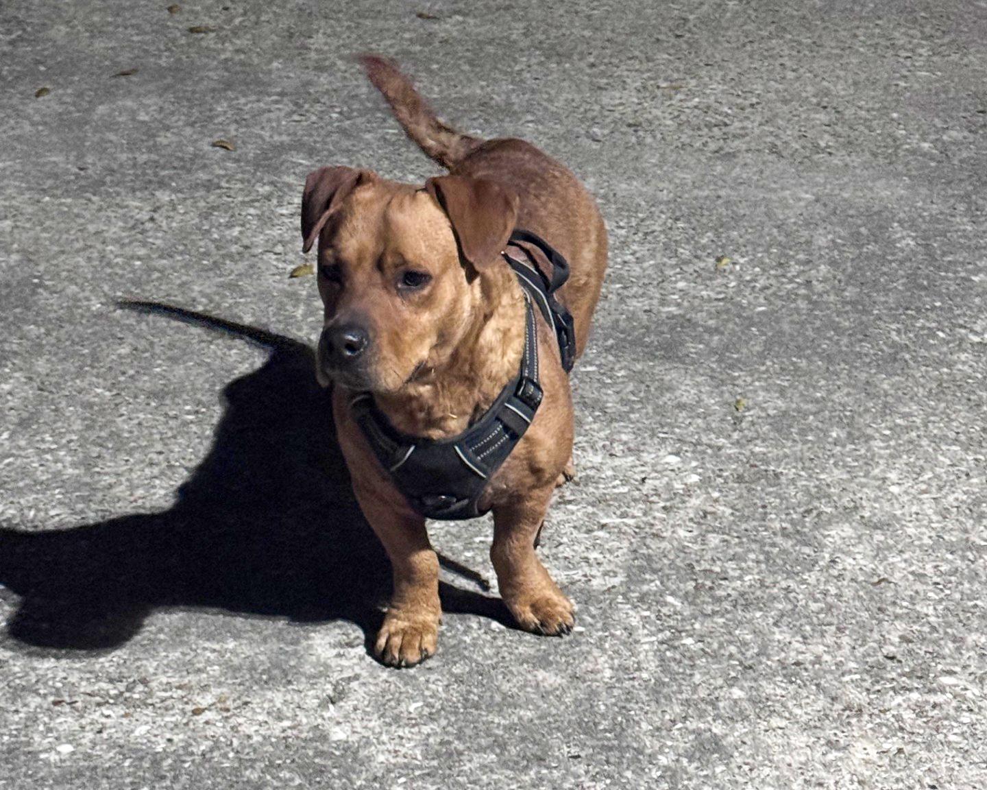 Buddy - Basset Hound mix, a ADOPTABLE mixed breed in Boulder, CO image 3/6