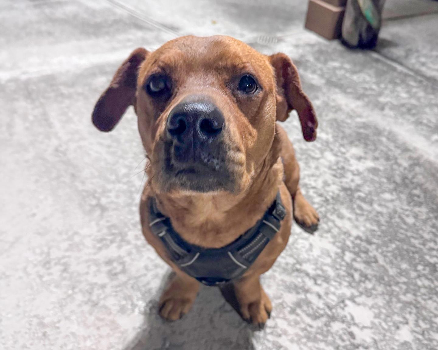 Buddy - Basset Hound mix, a ADOPTABLE mixed breed in Boulder, CO image 2/6