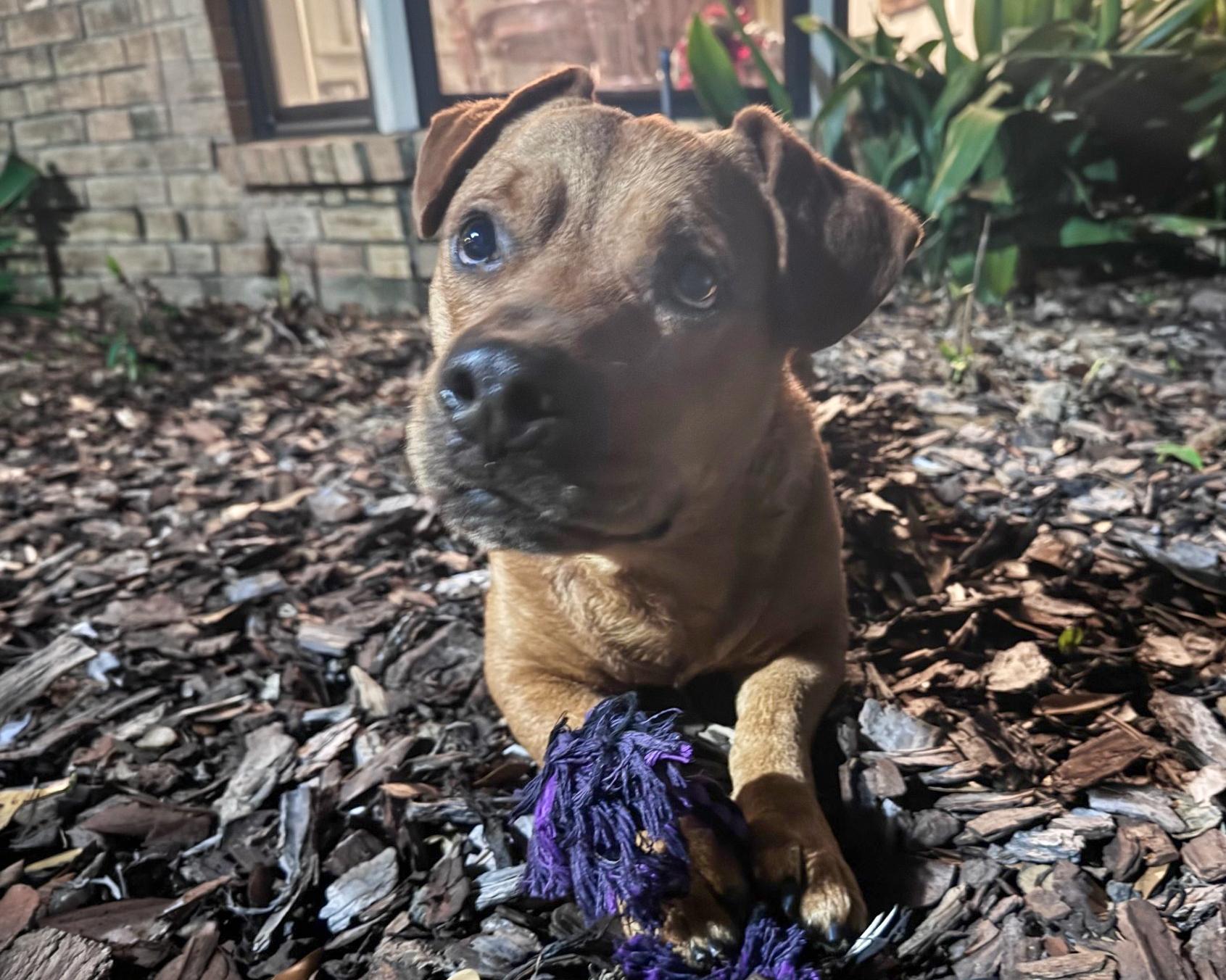 Buddy - Basset Hound mix, a ADOPTABLE mixed breed in Boulder, CO image 1/6