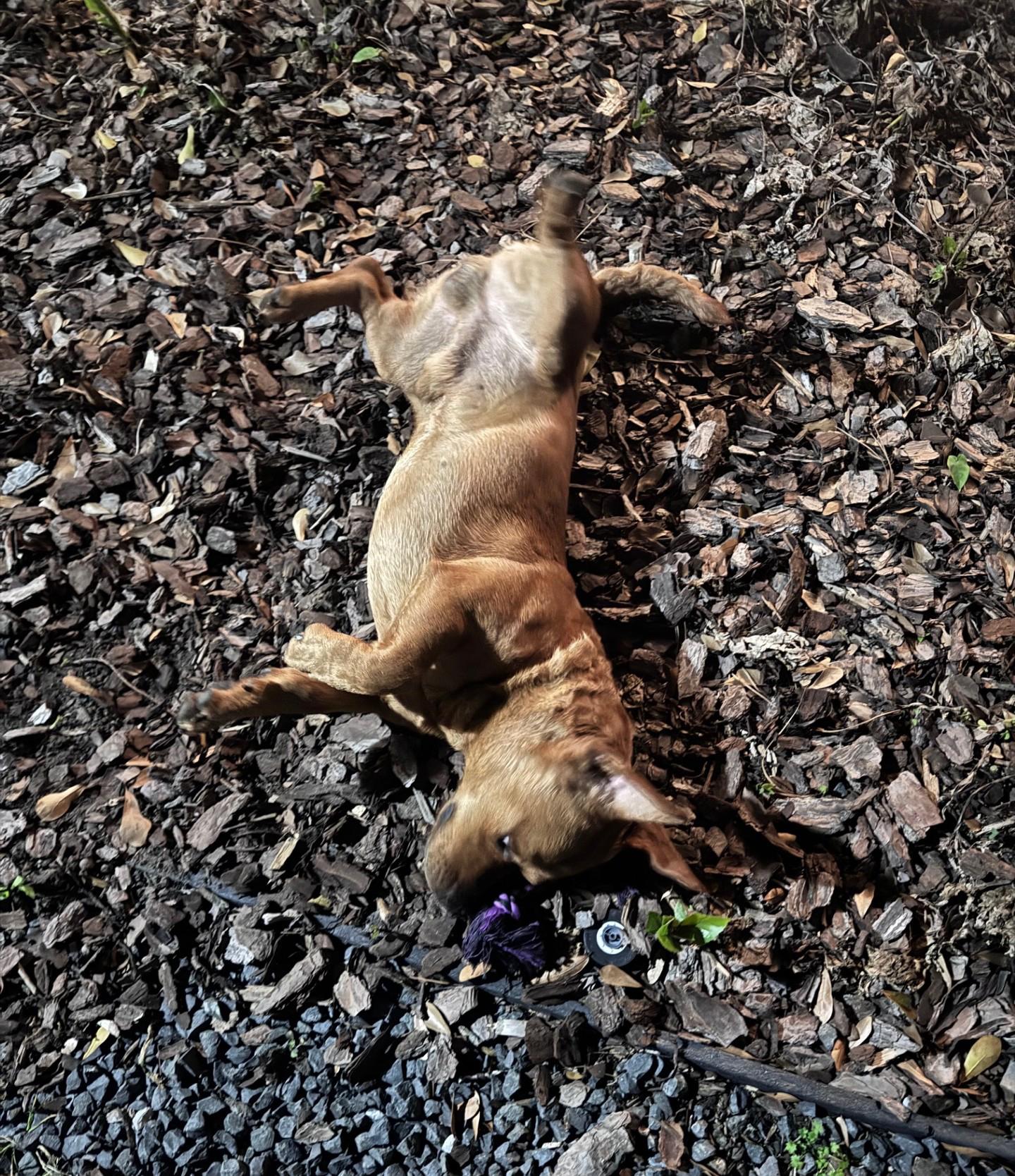 Buddy - Basset Hound mix, a ADOPTABLE mixed breed in Boulder, CO image 4/6