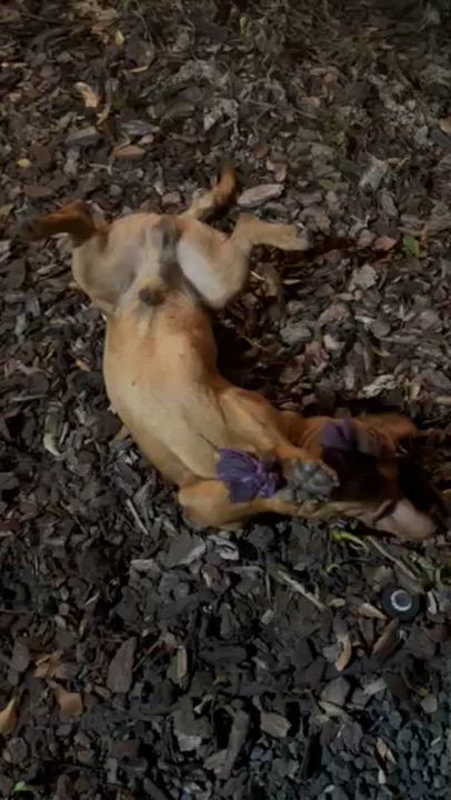 Enlarge Buddy - Basset Hound mix, a ADOPTABLE mixed breed in Boulder, CO video 6/6