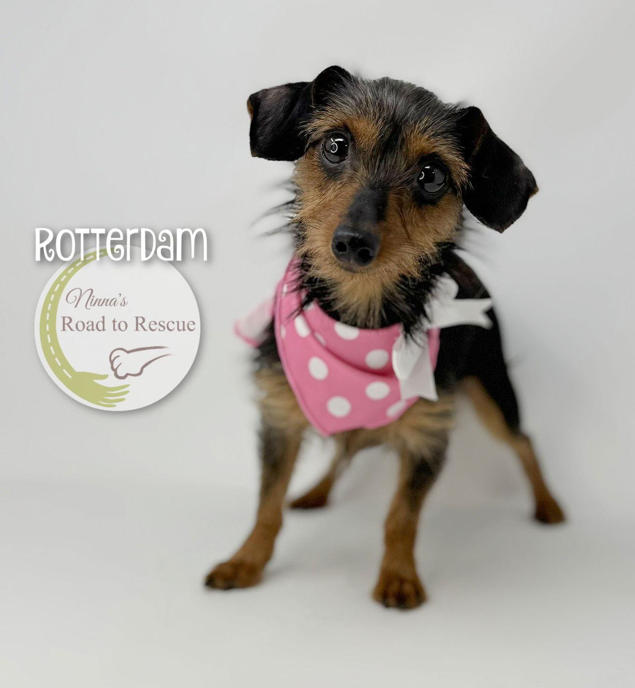 Rotterdam, Adoptable, Young Female Dachshund & Yorkshire Terrier.
