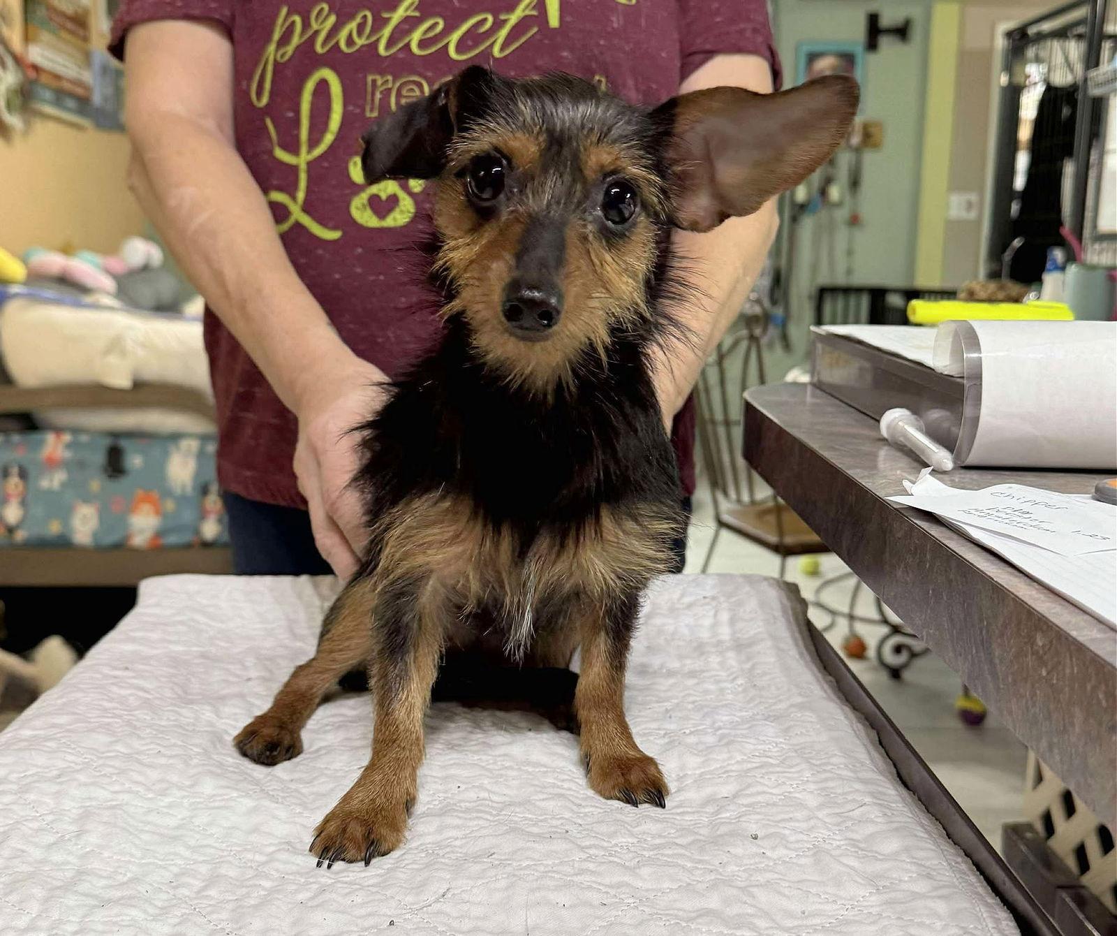 Rotterdam (NOT YET AVAILABLE), Adoptable, Young Female Dachshund & Chihuahua.