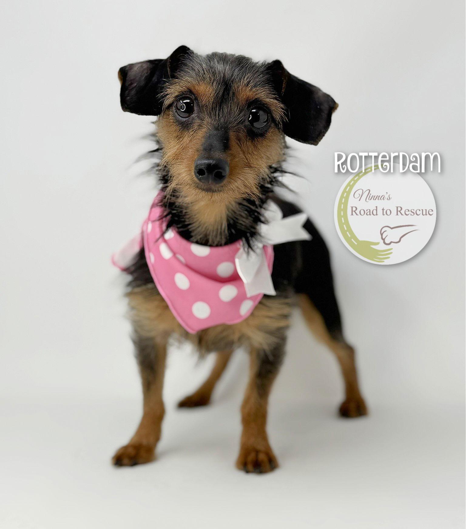 Enlarge Rotterdam, a Adoptable mixed breed in Benton, LA image 2/2