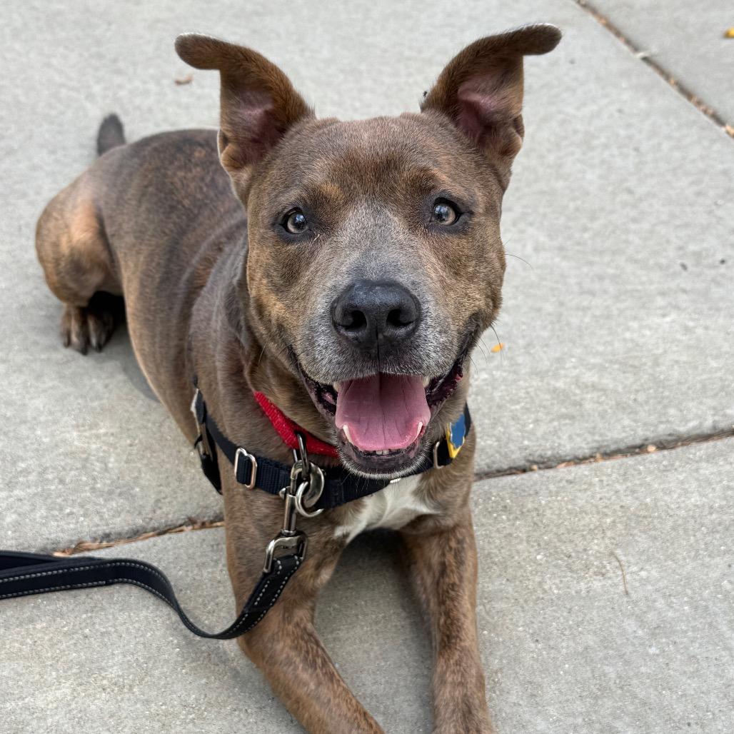 Pilot, Adoptable, Adult Male Mixed Breed.