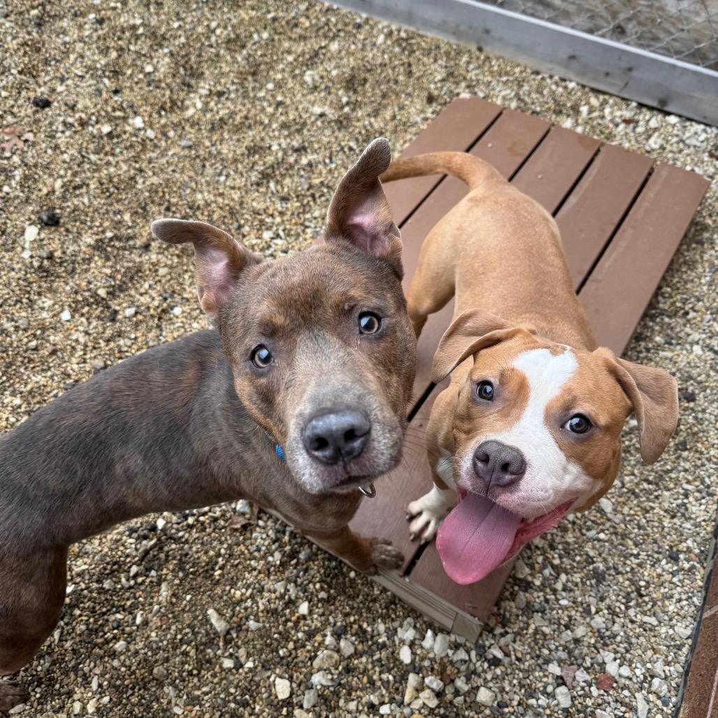 Enlarge Pilot, a Adoptable Mixed Breed in Wheeling, IL image 2/6