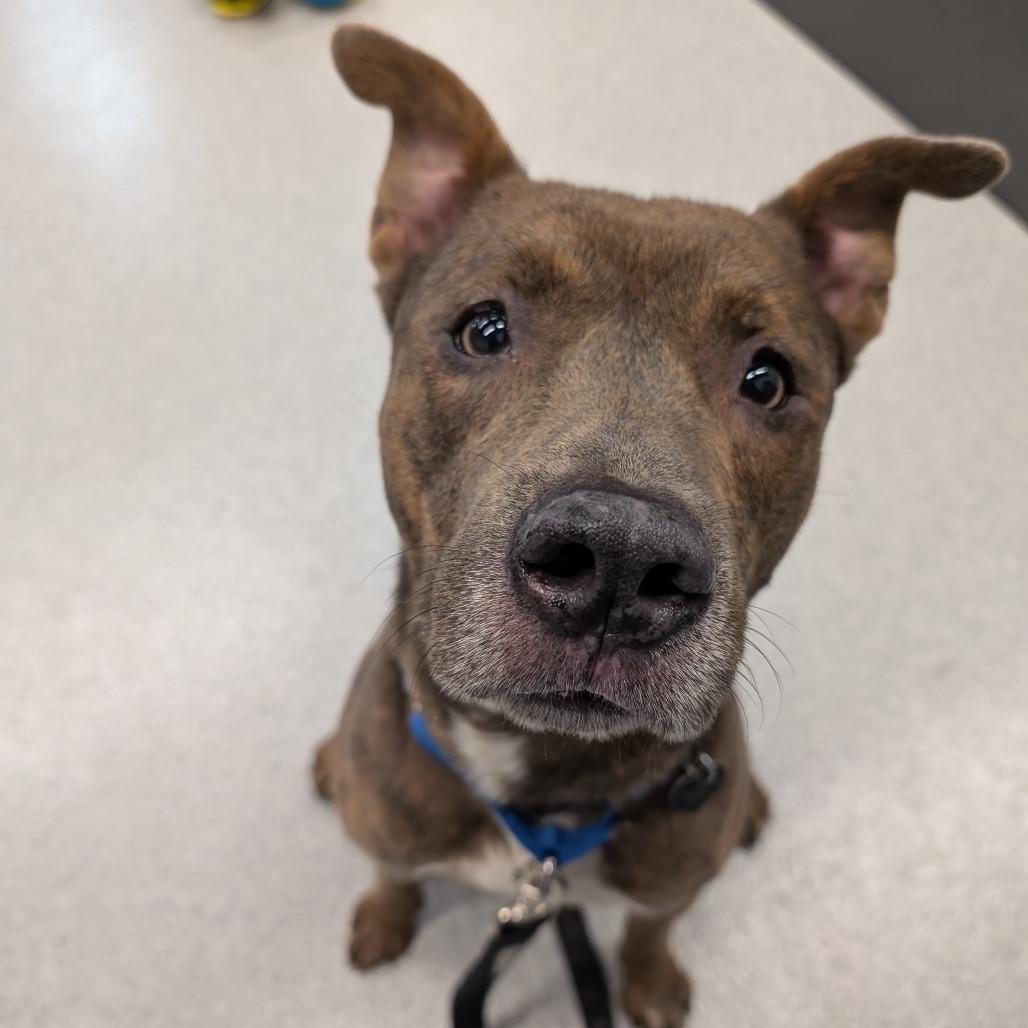 Enlarge Pilot, a Adoptable Mixed Breed in Wheeling, IL image 3/6