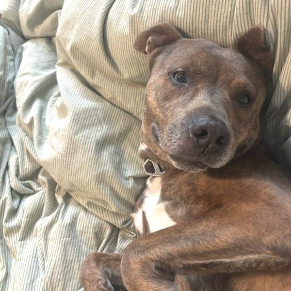 Enlarge Pilot, a Adoptable Mixed Breed in Wheeling, IL image 3/6