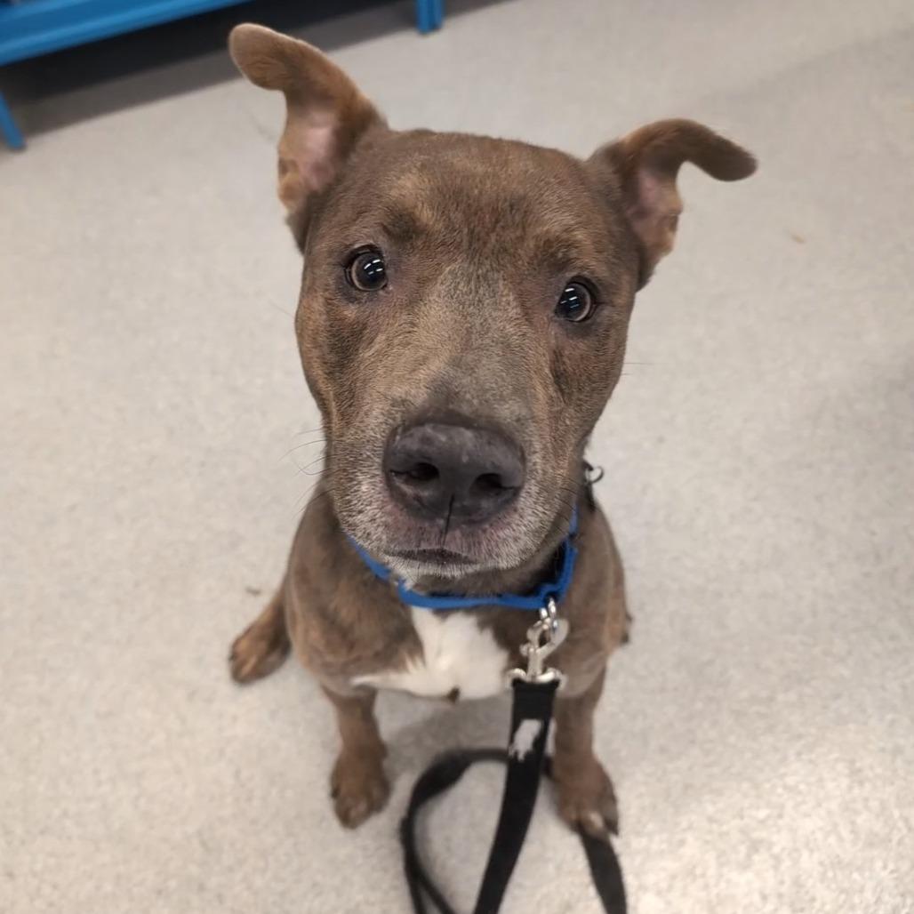 Enlarge Pilot, a Adoptable Mixed Breed in Wheeling, IL image 5/6