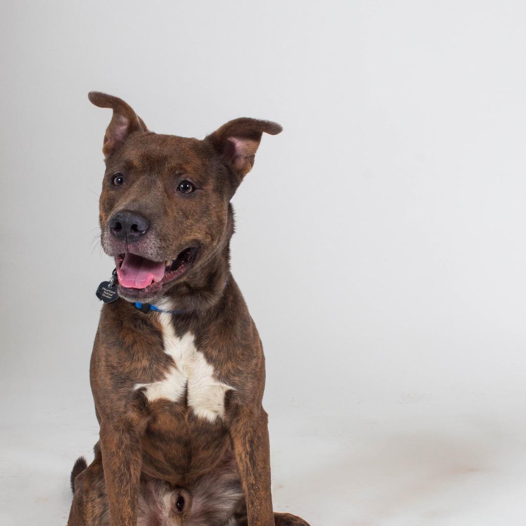 Enlarge Pilot, a Adoptable Mixed Breed in Wheeling, IL image 6/6