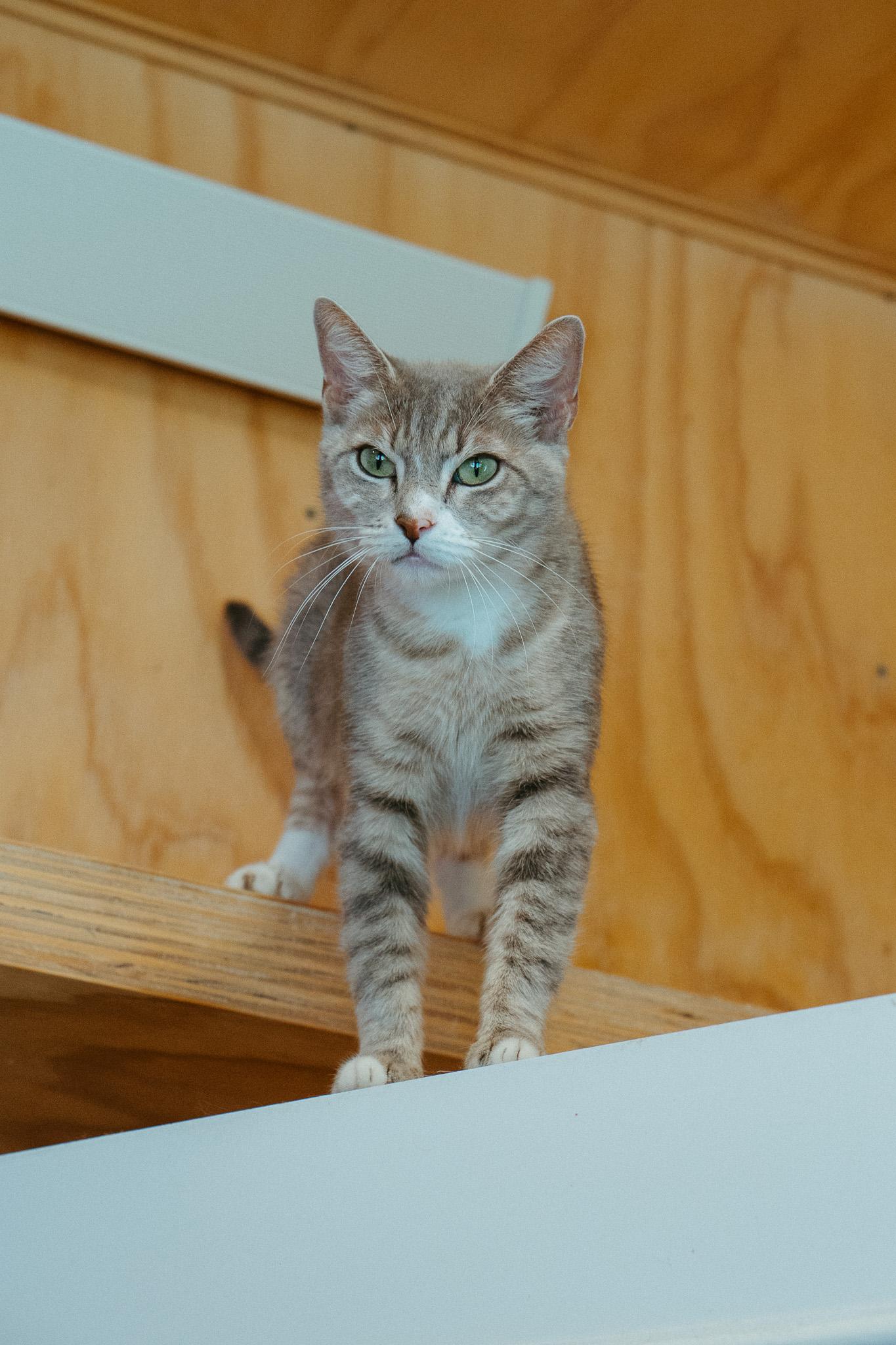Enlarge Jasmine, a Adoptable Domestic Short Hair in Jackson, WY image 1/1