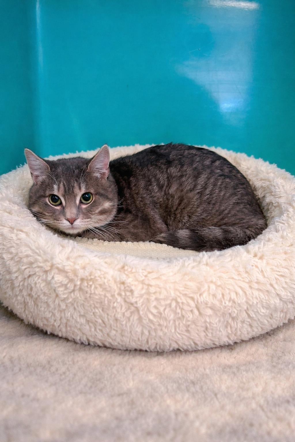 Enlarge Smokey Quartz, an adopted Domestic Short Hair in Belchertown, MA image 1/1