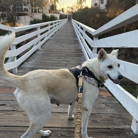 Enlarge Happy, a ADOPTABLE mixed breed in San Diego, CA image 6/6