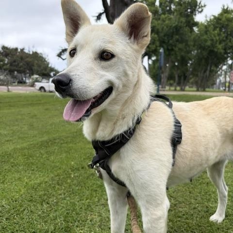 Enlarge Happy, a ADOPTABLE mixed breed in San Diego, CA image 1/6