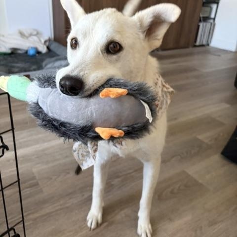 Enlarge Happy, a ADOPTABLE mixed breed in San Diego, CA image 4/6
