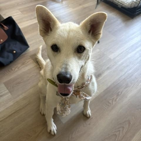 Enlarge Happy, a ADOPTABLE mixed breed in San Diego, CA image 2/6