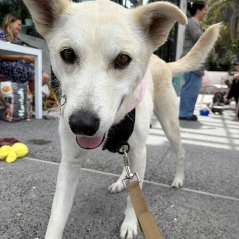Enlarge Happy, a ADOPTABLE mixed breed in San Diego, CA image 3/6
