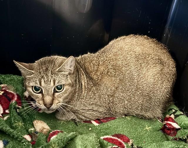 Enlarge SOCKS, a Adoptable Domestic Short Hair in Kalamazoo, MI image 1/1