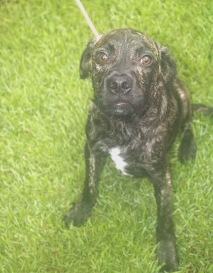 Brooks, Adoptable, Adult Male Golden Retriever & Mixed Breed.