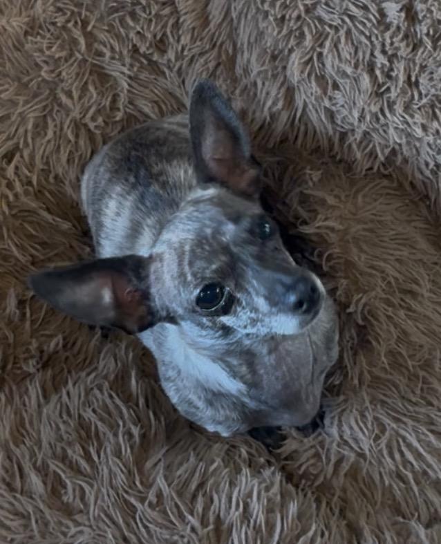 Enlarge Lucy - Xolo/Mexican hairless, a ADOPTABLE mixed breed in Weatherford, TX image 2/4