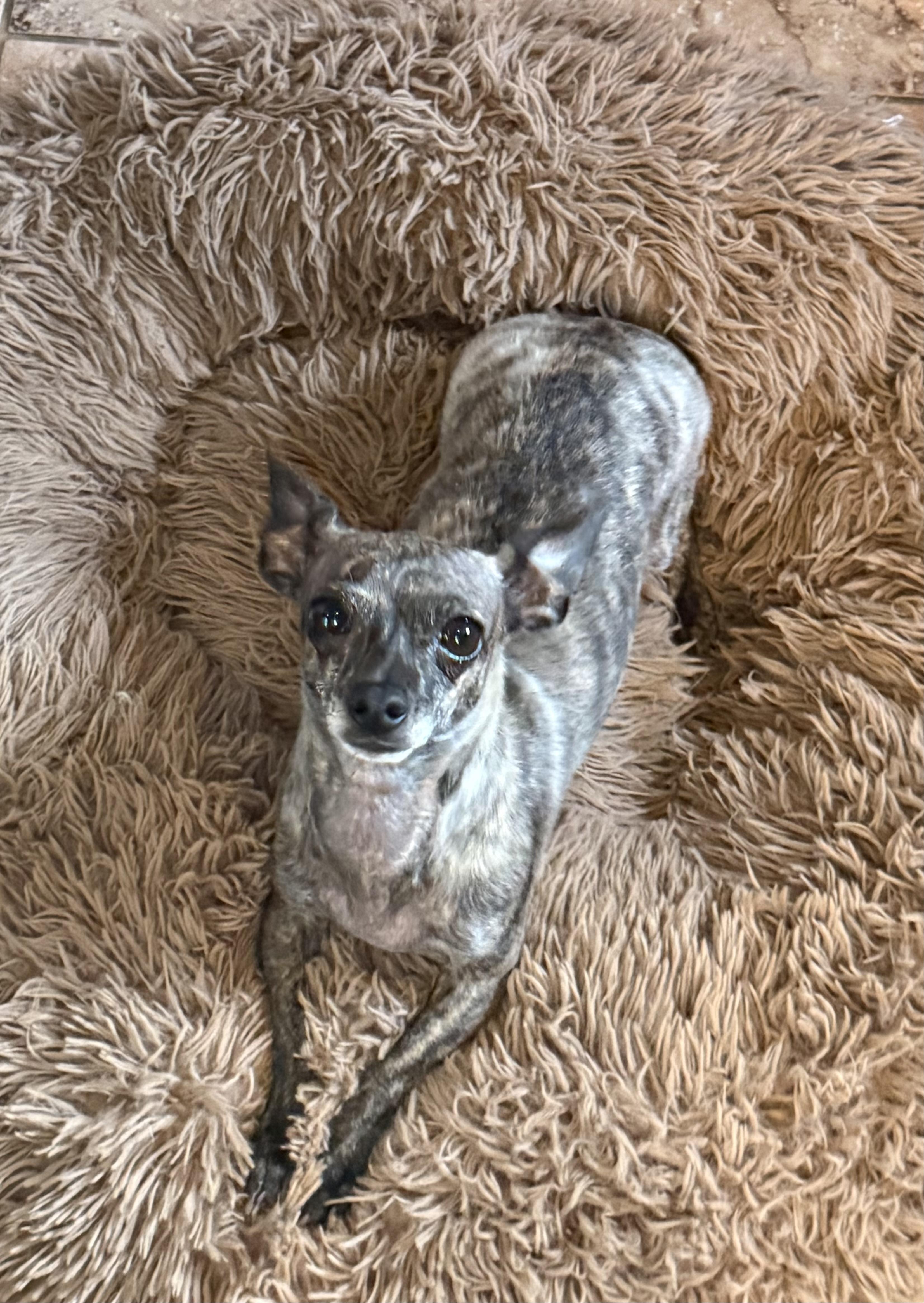 Enlarge Lucy - Xolo/Mexican hairless, a ADOPTABLE mixed breed in Weatherford, TX image 3/4
