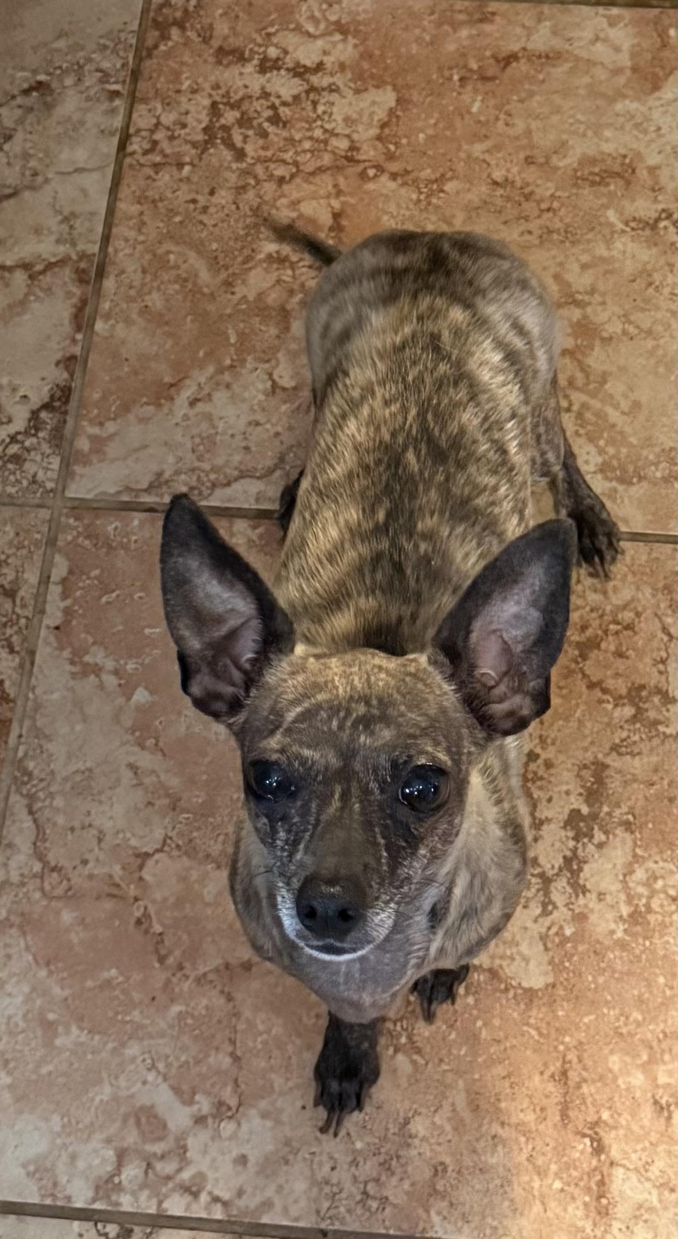 Lucy , ADOPTABLE, Young Female Xoloitzcuintli / Mexican Hairless & Chiweenie.