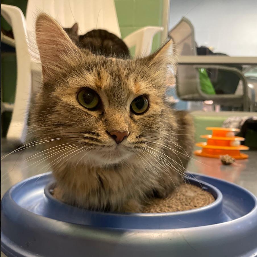 Helen of Troy — thumbnail 2