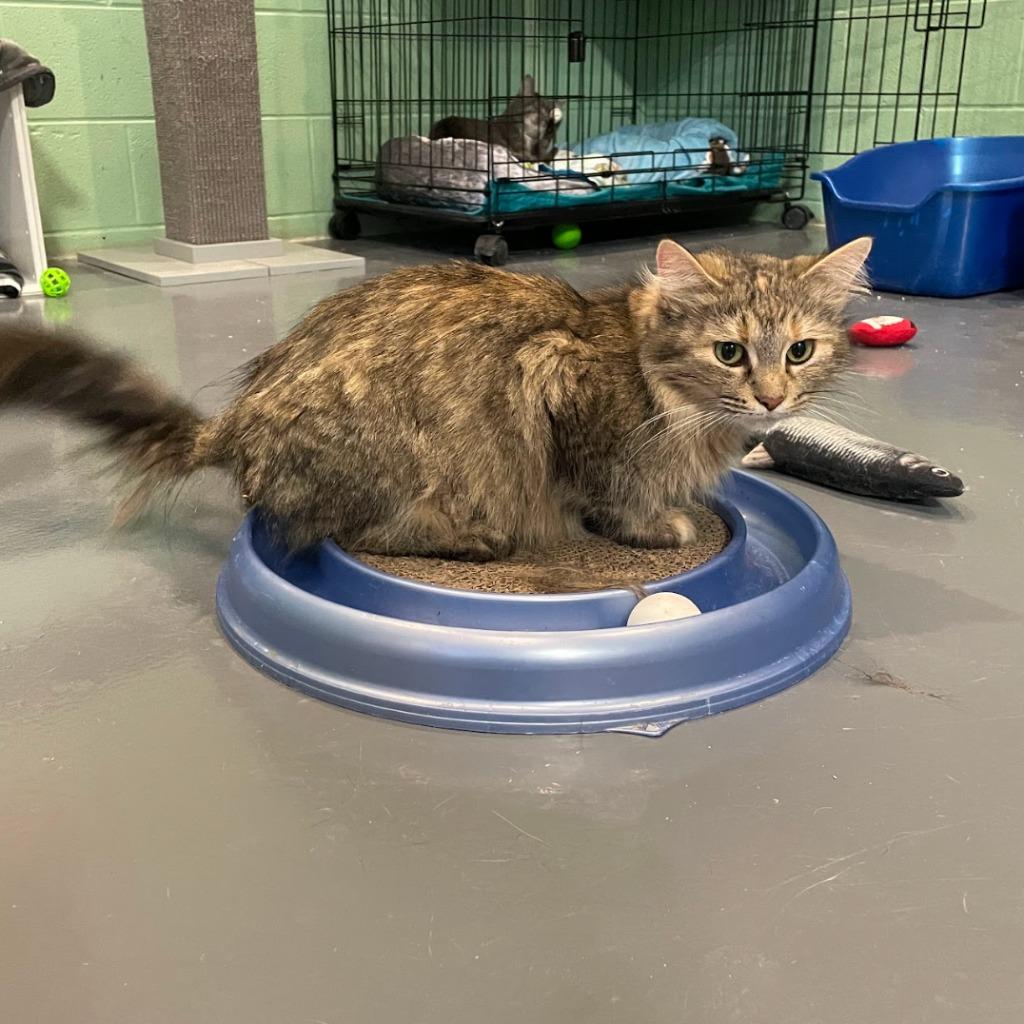 Helen of Troy — thumbnail 3