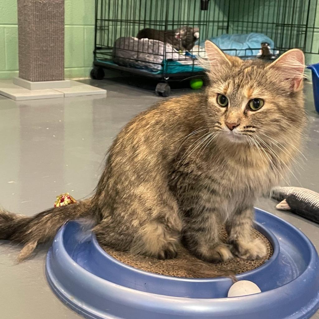 Helen of Troy — thumbnail 4