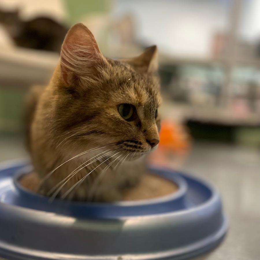 Helen of Troy — thumbnail 5