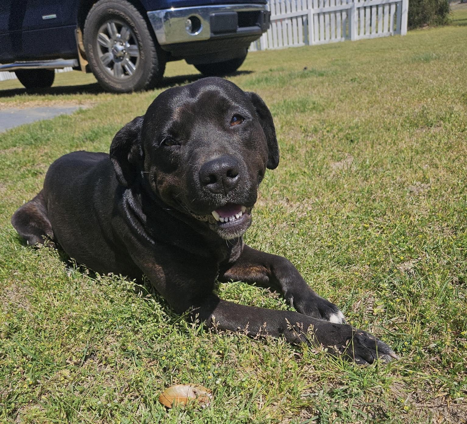 Enlarge Beautiful Betty, a ADOPTABLE mixed breed in Arnold, MD image 1/5