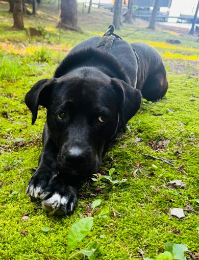 Beautiful Betty, a ADOPTABLE mixed breed in Reston, VA image 3/3