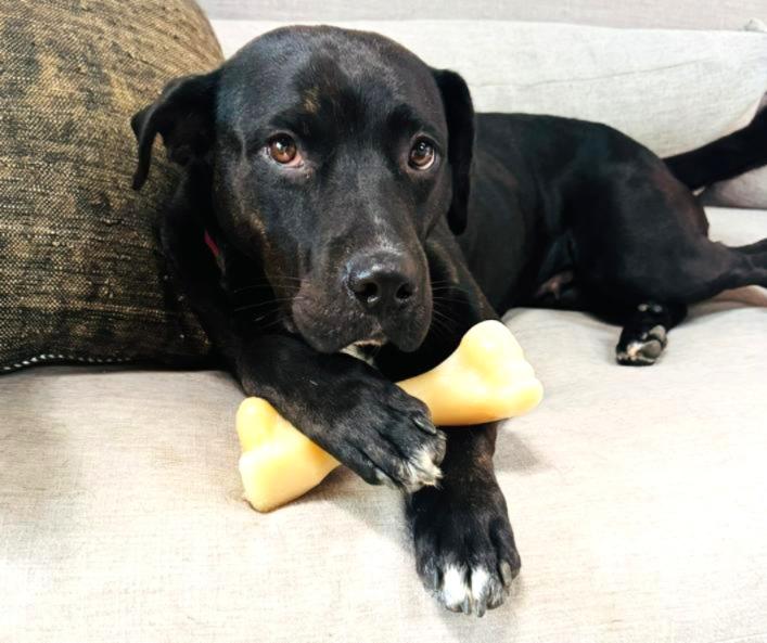 Beautiful Betty, ADOPTABLE, Adult Female Labrador Retriever.