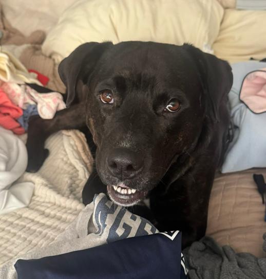 Beautiful Betty, ADOPTABLE, Adult Female Labrador Retriever.