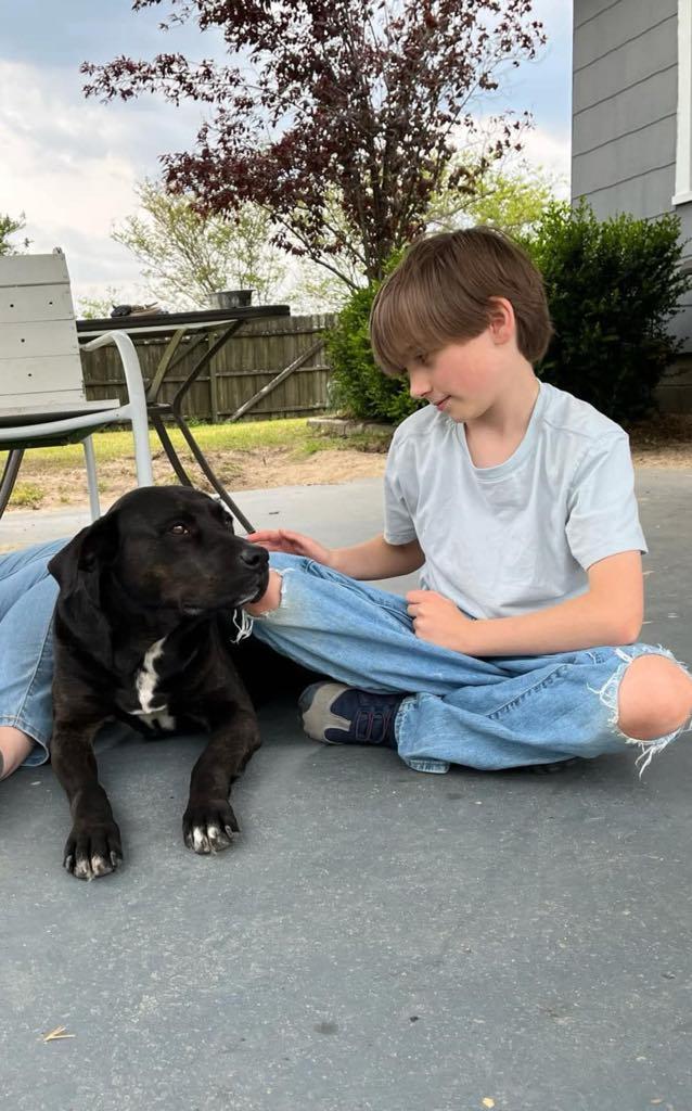 Enlarge Beautiful Betty, a ADOPTABLE mixed breed in Arnold, MD image 2/5