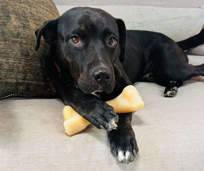 Beautiful Betty, a ADOPTABLE mixed breed in Reston, VA image 2/3