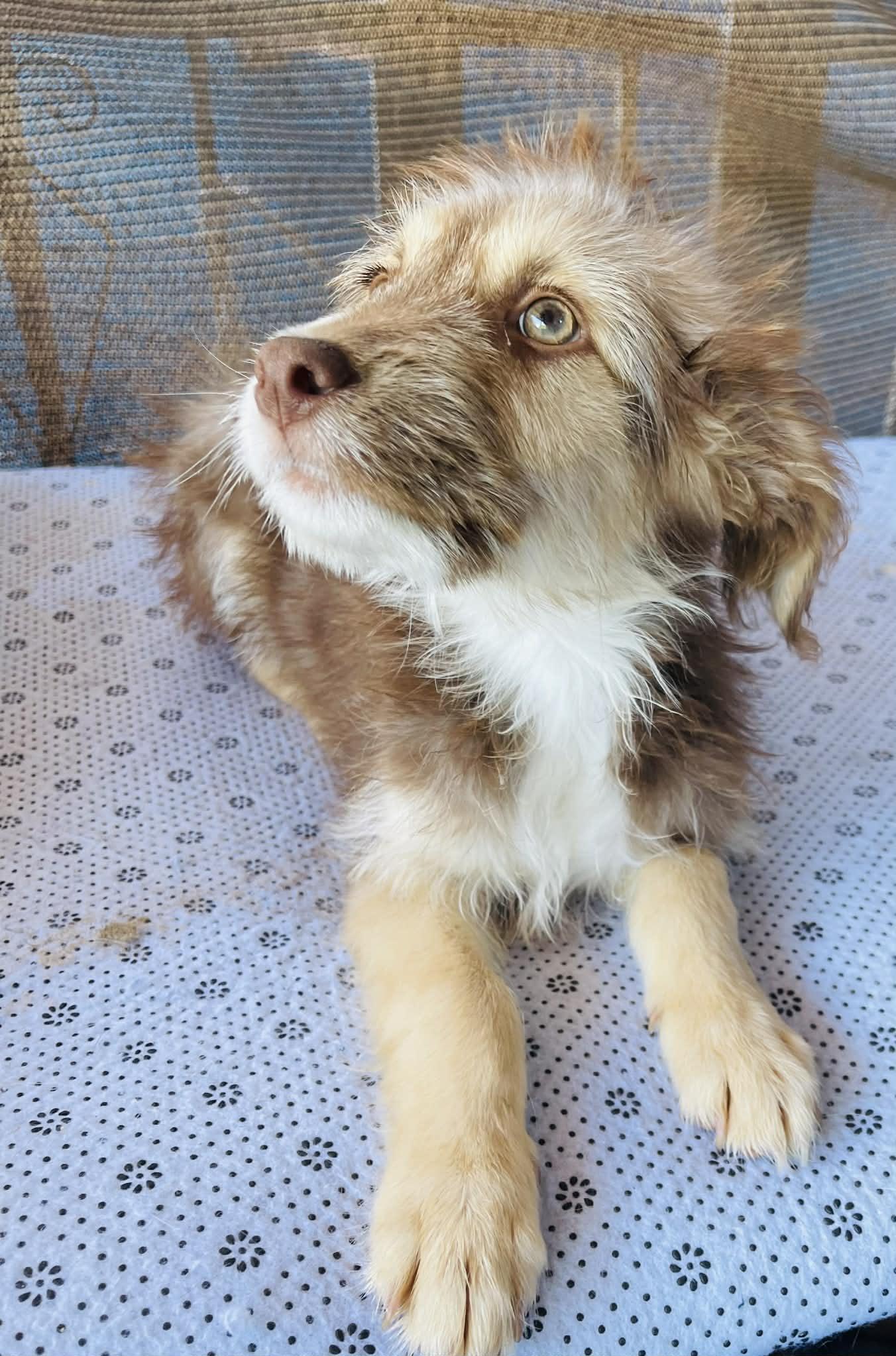 Enlarge Hansel, an adopted mixed breed in Escondido, CA image 4/5